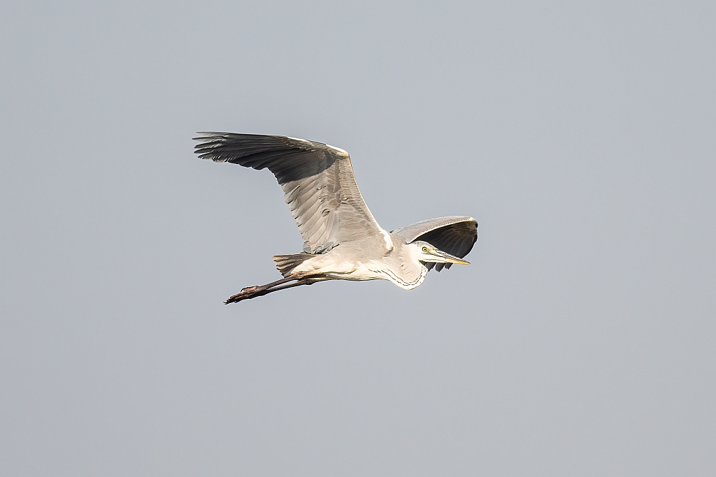 Grey Heron